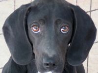 Franco, männlicher Mischling