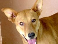 Finn 3, männlicher Basenji-Mischling