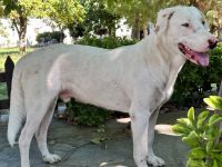 Junghund Lakis / männlich / derzeit noch in Griechenland