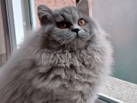Britisch Langhaar Kater sucht das passende Zuhause......
