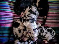 Sheltie/Schäferhund Welpen