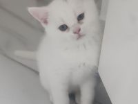 Reinrassige BKH Kitten