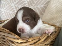 Miniatur Australien Shepherd  welpen o.Papiere