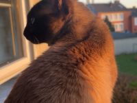 Erfahrener Siam Seal Point Deckkater