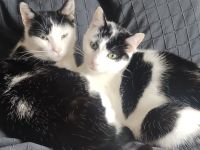 Suchen neuen Dosenöffner