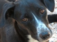 Lucia 3, weiblicher Mischling