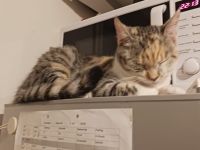 Dringend: Liebevolle Katze sucht neues Zuhause [Schutzgebühr  ]