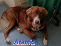 Aramis, 05/22 - Vermittlungshilfe für einen besonderen Hund, fehlgeleitet durch Unverstand