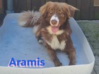 Aramis, 05/22 - Vermittlungshilfe für einen besonderen Hund, fehlgeleitet durch Unverstand