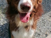 Aramis, 05/22 - Vermittlungshilfe für einen besonderen Hund, fehlgeleitet durch Unverstand