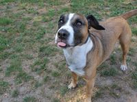 Rocko Labrador Mischling