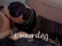 Bollymaus sucht ein liebevolles erfahrenes zu Hause