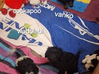 Cockerspaniel Hybriden Rasse