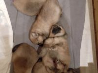 Kleinspitz Welpen reinrassig