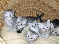 Suche BKH/ BKH-Mix Kitten/Katze/Kater