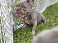 Französische Bulldogge blau