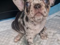 Französische bulldogge Welpe