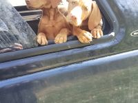 Wurfplanung Magyar Vizsla Welpen