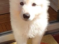 Wurfankündigung: Weiße Schweizer Schäferhunde Welpen (GEPRÜFTE ZUCHT MIT PAPIEREN) Dezember `24