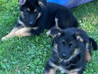 🐾💖Lernen Sie unsere adorablen Deutscher Schäferhund-Welpen kennen!