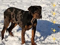 Catahoula – Louisiana-Leopardenhund