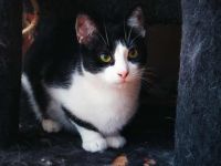 Kleine Milly sucht das große Glück