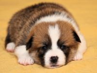 Welsh Corgi Pembroke Welpen