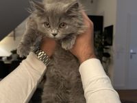 Langhaar Kater BLH Maine Coon