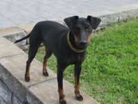 Manchester Terrier Welpen