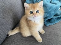 BKH Black Golden Shaded JUNGEN