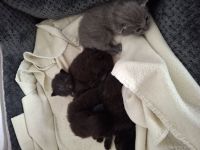 Familienfreundliche Siam/ Perser kitten