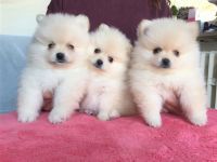 Zwerg/spitz pomeranian-Welpen (Mädchen und Rude)