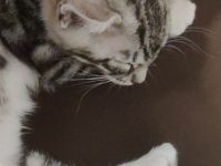 Zwei bezaubernde Bengal-Mix Kitten (weibchen) finden bald ein liebevolles Zuhause