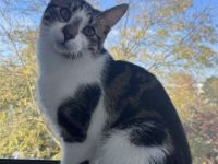 Verkaufe 6 Monate alten Kater