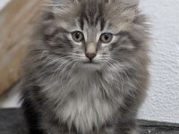 Norwegische Waldkatzen Kitten mit Stammbaum