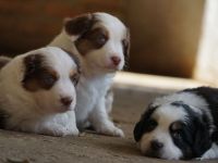 Liebevolle Mini Australian Shepherd Rüden suchen ein neues Zuhause!