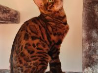 Leo Reinrassiger Bengal Kater