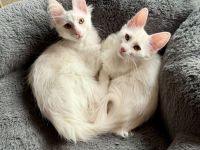 Elbfeen Türkisch Angora