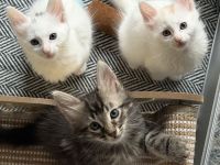 Elbfeen Türkisch Angora