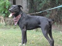 Laszlo - sucht außerhalb von Deutschland ein Zuhause