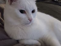 2 liebevolle Kater suchen neues zu Hause