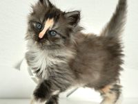 Türkisch Angora von Anisinalinie