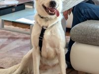 Sunny - möchte ein Familienhund werden - ist auf Pflegestelle 42799 Leichlingen / NRW