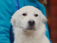 Sunny - möchte ein Familienhund werden - ist auf Pflegestelle 42799 Leichlingen / NRW