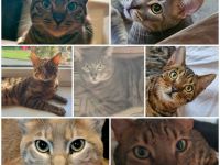 Unsere Katzen suchen ein neues Zuhause!