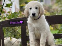 Britische & Amerikanische Seltene Golden Retriever suchen ein liebesvolles Zuhause