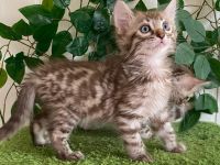 2 Seltene snow sepia Cashmere Bengal Katerchen