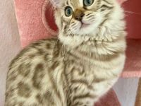 Seltenes snow mink Cashmere Bengal Mädchen !! VERGEBEN !! Doch Babys sind unterwegs