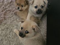 Chihuahua Pomeranian welpen suchen neues Zuhause