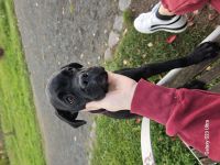 Cane corso welpen zu verkaufen